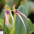 Bulbophyllum Kalimpong Orchid Hybrid