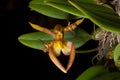 Bulbophyllum lasiochilum