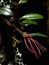 Bulbophyllum Nipondhii