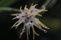 Bulbophyllum odoratissimum