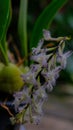 Bulbophyllum orchid flower