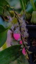 Bulbophyllum Orchid Flowers