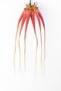 Bulbophyllum orchid on white background