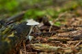 Bulbous bonnet - Mycena stylobates Pers. in autumn forest