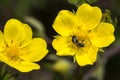 Bulbous Buttercup Ranunculus bulbosu Royalty Free Stock Photo