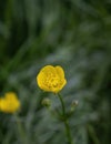 Bulbous buttercup -Ranunculus bulbosus- close up Royalty Free Stock Photo
