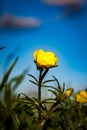 Bulbous buttercup Royalty Free Stock Photo