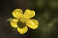 Bulbous Buttercup - Ranunculus bulbosus Wildflower Royalty Free Stock Photo