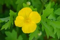 Bulbous Buttercup, Ranunculus bulbous Royalty Free Stock Photo