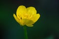 Bulbous buttercup or St. Anthony`s turnip Ranunculus bulbosus Royalty Free Stock Photo