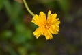 Bulbous dandelion Royalty Free Stock Photo