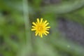 Bulbous dandelion Royalty Free Stock Photo