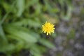 Bulbous dandelion Royalty Free Stock Photo