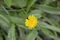 Bulbous dandelion Royalty Free Stock Photo