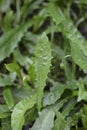 Bulbous dandelion Royalty Free Stock Photo