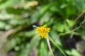 Bulbous dandelion Royalty Free Stock Photo