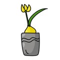 Bulbous flowering plant in gray pot, houseplant in doodle style