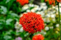 Bulbous flowers bloom in the afternoon. a very beautiful red flower with small delicate red petals Royalty Free Stock Photo
