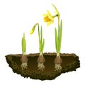 Bulbous flowers in the soil, growing narcissus Royalty Free Stock Photo