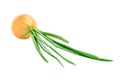 Bulbous green onion Royalty Free Stock Photo