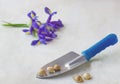 Bulbous iris bulbs (Iris reticulata) in the garden shovel