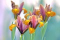 Bulbous iris flowers