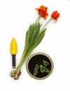 Bulbous red tulip flowers with a garden scoop and a pot of seedlings on a white background. Isolate. View from above Royalty Free Stock Photo