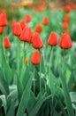 Beautiful tulips flowers blooming in a garden. Colorful tulips are flowering in garden in sunny bright day. Royalty Free Stock Photo