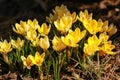 Crocus Yellow large flowering