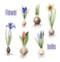Bulbs of different flowers