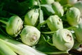 Bulbs of fresh fennel vegetable on market stall for sale