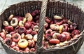 Old basket with multicolored Bulbs of gladiolus flowers