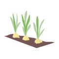 Bulbs growing in the ground. Young green onion shoots in the garden. Hobby or business gardening and breeding plants. Stock simple Royalty Free Stock Photo