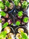 Bulbs of hyacinths in pots with earth Royalty Free Stock Photo