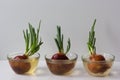 Bulbs onion with green leaves in water to grow it at home on the white background
