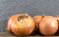 Bulbs of onions (Allium cepa) on concrete background Royalty Free Stock Photo