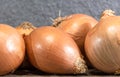 Bulbs of onions (Allium cepa) on concrete background Royalty Free Stock Photo