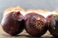 Bulbs of onions (Allium cepa) on concrete background Royalty Free Stock Photo