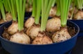 Daffodil bulbs in flower pots. Growing at home Royalty Free Stock Photo