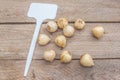 Bulbs of Striped Squill or Puschkinia libanotica and a garden sign on wooden table