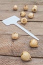 Bulbs of Striped Squill or Puschkinia libanotica and a garden sign on wooden table