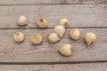 Bulbs of Striped Squill or Puschkinia libanotica on wooden table