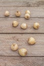 Bulbs of Striped Squill or Puschkinia libanotica on wooden table