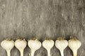 Bulbs of unpeeled garlic in a row on a gray background, copy space for text Royalty Free Stock Photo