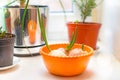 Bulbs with young shoots. Green onions on the windowsill. Bulbs grow in an orange circle. The green onion Royalty Free Stock Photo