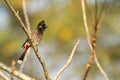 Bulbul bird Royalty Free Stock Photo