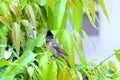 bulbul bird Royalty Free Stock Photo