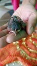 Bulbul bird chick bulbul bird has 2days baby Royalty Free Stock Photo