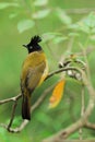 Bulbul bird Royalty Free Stock Photo