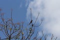 A bulbul bird perched on a neem tree Royalty Free Stock Photo